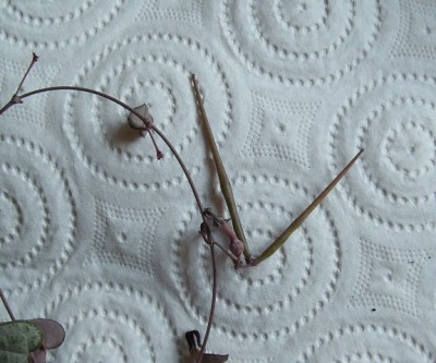 Ceropegia.JPG
