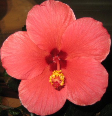 Bild green24 688.jpg