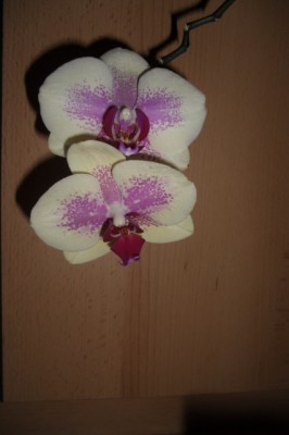 CIMG0260.JPG