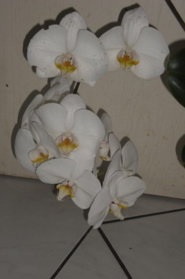 CIMG0254.JPG
