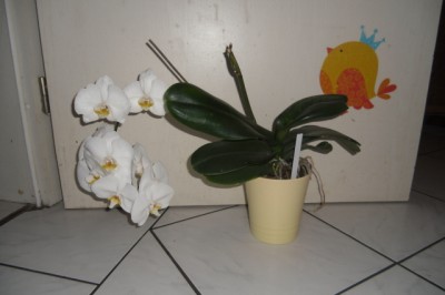 CIMG0253.JPG