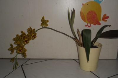 CIMG0251.JPG