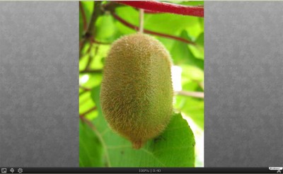 Kiwi Kopie.jpg
