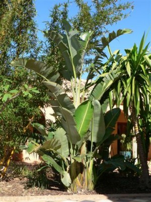 Strelitzia nicolai.jpg