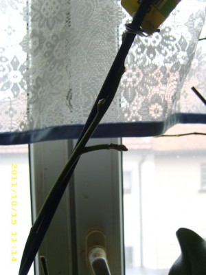 DSCI00031.jpg