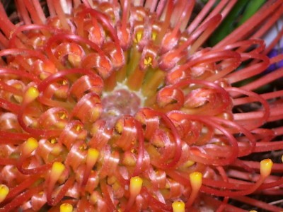 Protea_2.jpg