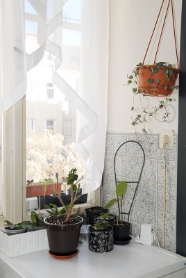 dsc_6552_Kuechenfenster.jpg