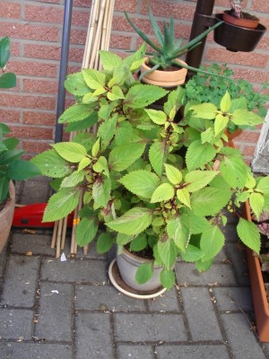 Buntnessel grün.jpg