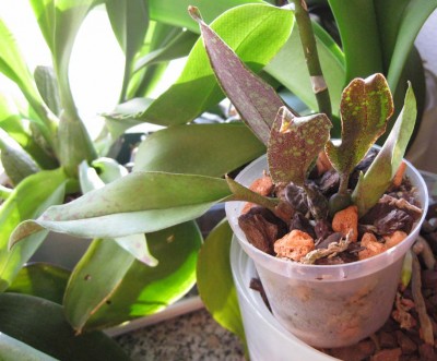 Psychopsis_0061.jpg