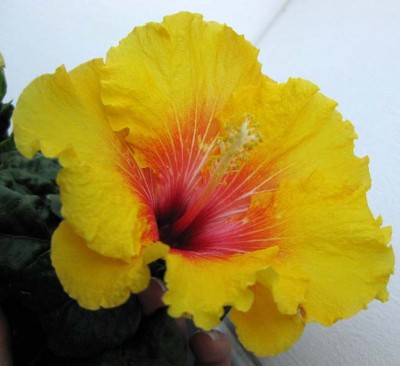 Apollo zweite Blüte_0058.jpg