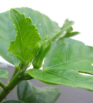 erste Knospe Oliver_0053.jpg