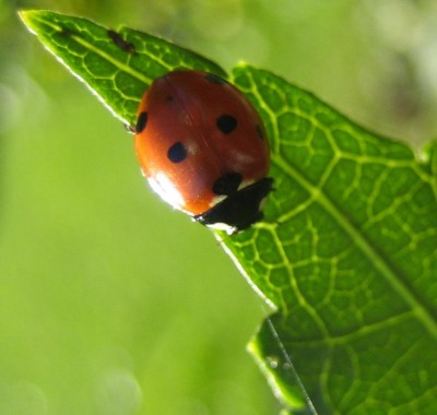 Bild green24 695.jpg