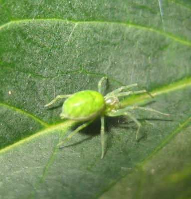 Bild green24 699.jpg