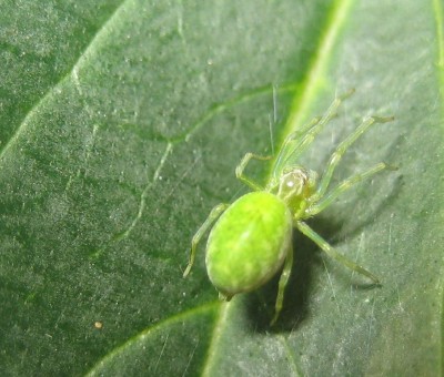 Bild green24 698.jpg