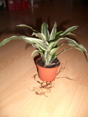 Dracaena.JPG