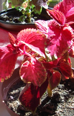 Buntnessel hell-rot.jpg