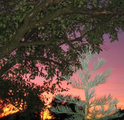 Bild green24 690.jpg