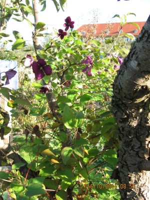 2011_7800.jpg
