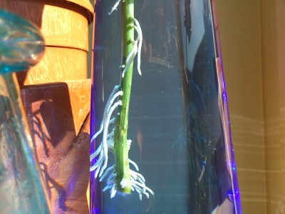 DSC_0183.jpg