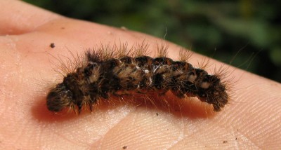 Raupe_0095.jpg