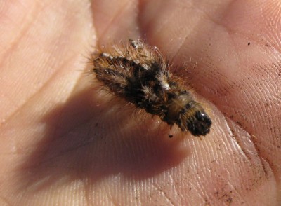 Raupe_0094.jpg