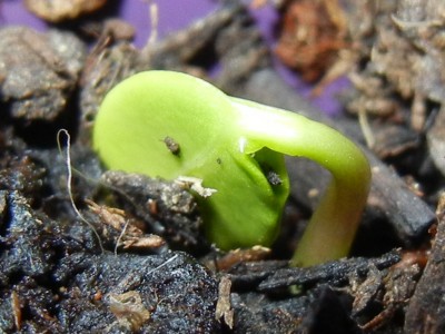 RSCN3692.JPG