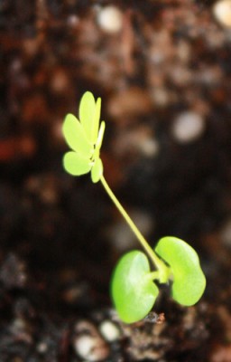 Mimosekeimling.jpg