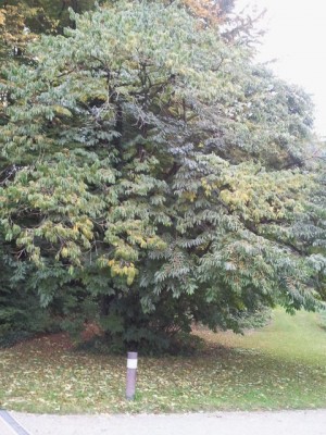 2011-10-16 15.39.27.jpg