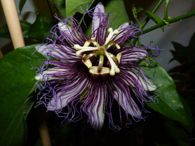 serratifolia.jpg