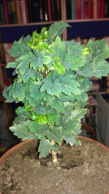 IMAG0080 (722x1280).jpg