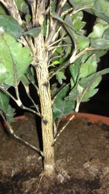 IMAG0079 (722x1280).jpg