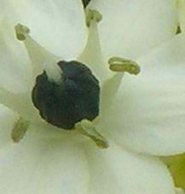 Größenänderung Rätsel Oktober 2011.jpg