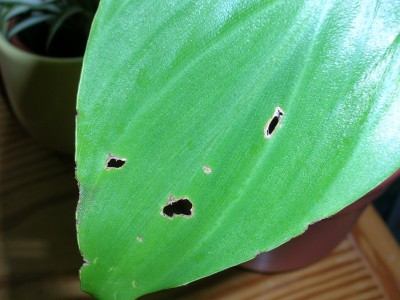 DSCN5444.JPG