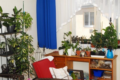 dsc_8051_Pflanzenzimmer.jpg