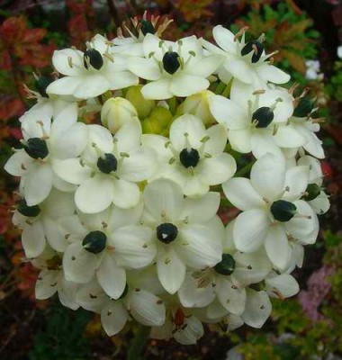 Größenänderung Ornithogalum arabicum - 004.jpg