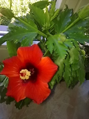 ..Stecki hibbi...JPG