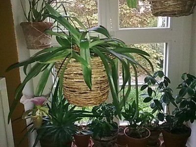 ..es blüht..Frauenschuh'Orchidee.JPG