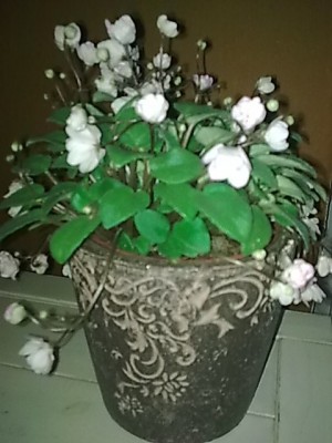 ..es blüht..Usambaraveilchen...JPG