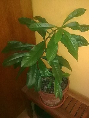 ..P.grandifolia...JPG