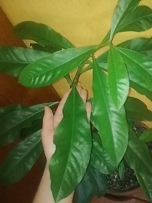..P.grandifolia....JPG