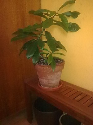 ..P.grandifolia.JPG