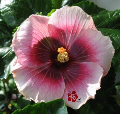 tah imperial Star verkl  klein.jpg