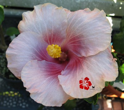 renaissance blue verkl.jpg