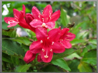 Blume.JPG