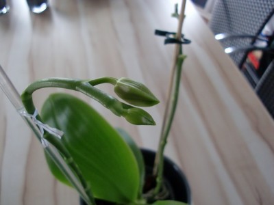 Phalaenopsis Liodoro #2-11.jpg