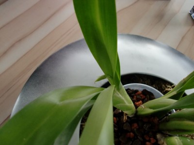 Beallara Peggy Ruth Carpenter 29.jpg