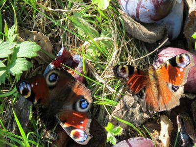 2 Schmetterlinge auf Nahrungssuche.JPG