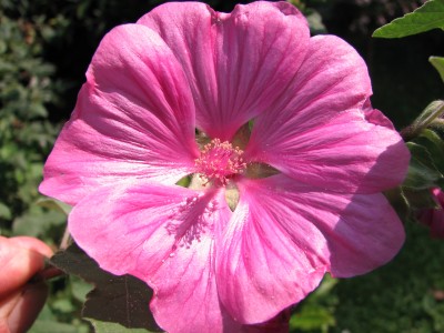 IMG_1806.JPG