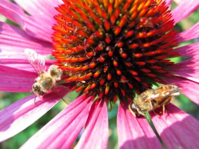 Bienen im Kälteschock.JPG
