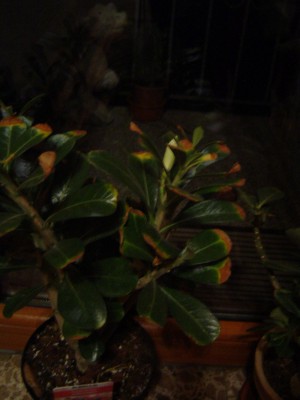 Adenium (REWE).jpg